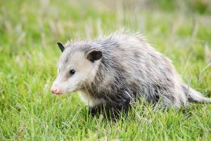Get Rid of Possums from Your Home and Yard