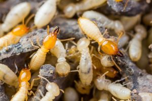 Why Hire Professionals to Remove Termites From Your Canberra Property?